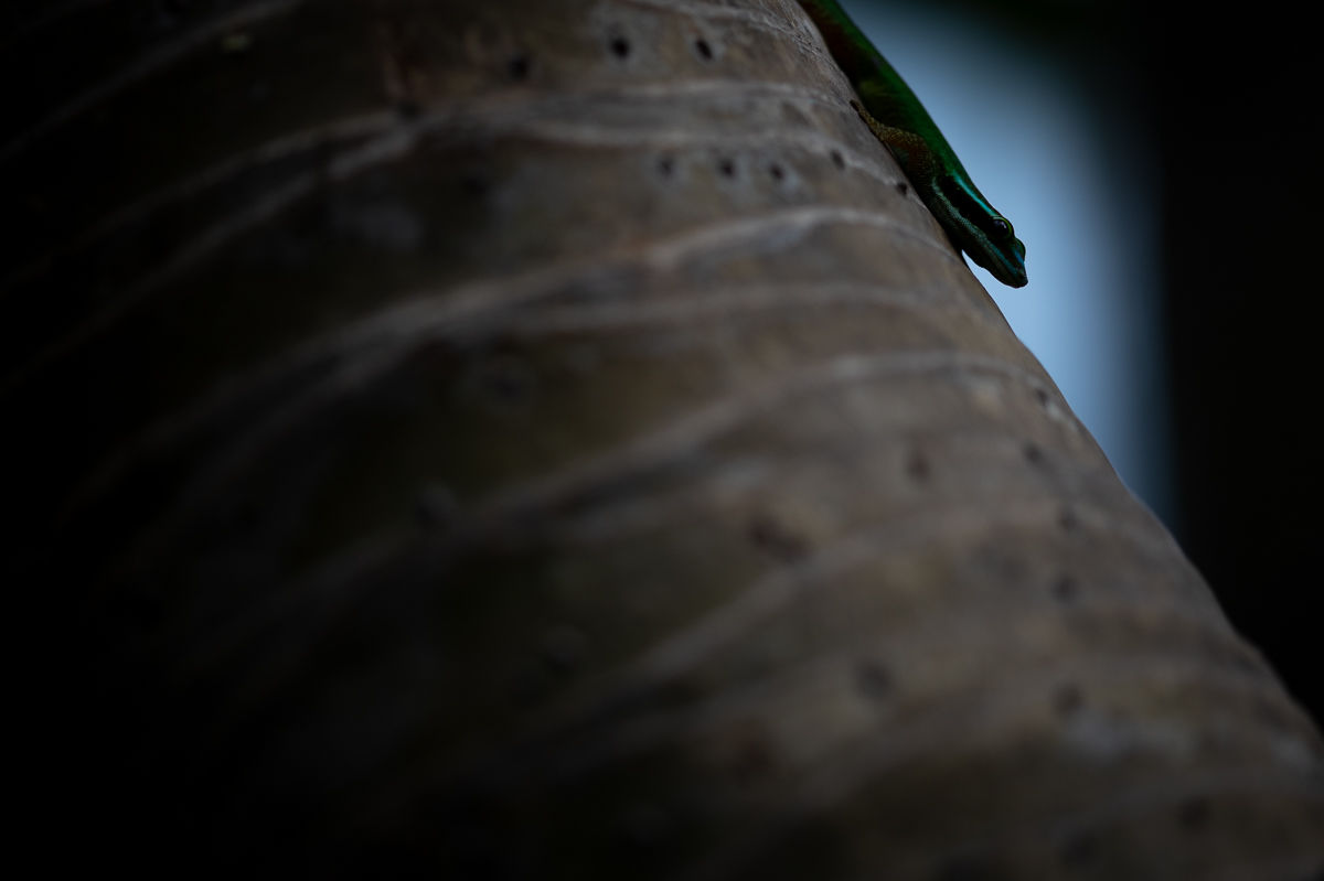 Gecko de Manapany